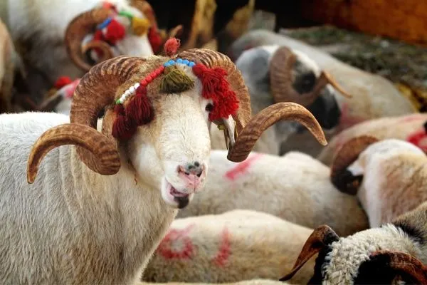 Adaklık Kurbanlık Bağışı