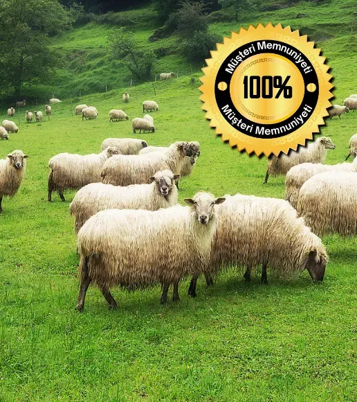 Adakçı Nayim